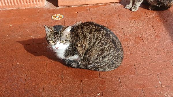 LEOPOLDA: MICIA DI 10 MESI CERCA FAMIGLIA  Foto 7