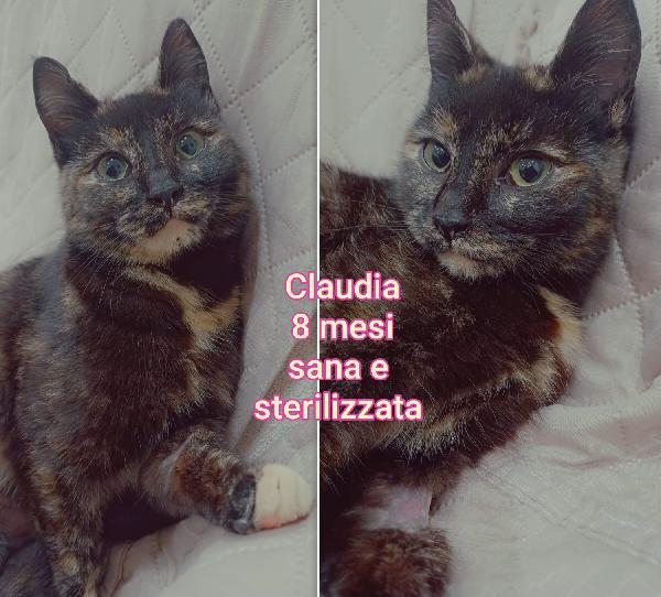 Chiamate per salvare un micio  Foto 5