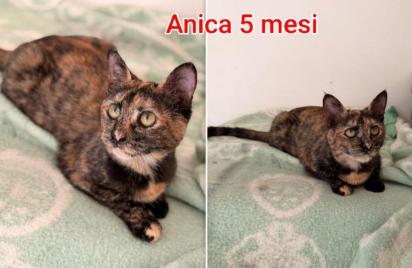 Chiamate per salvare un micio  Foto 8