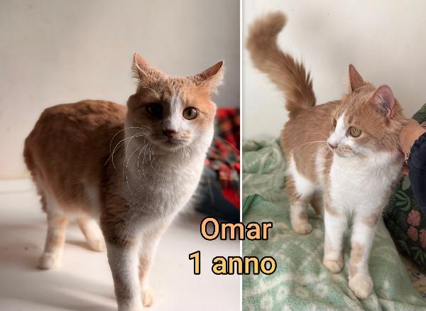 Chiamate per salvare un micio  Foto 9