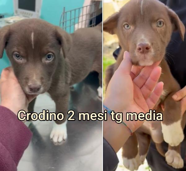 CUCCIOLOTTI TENERISSIMI  Foto 5