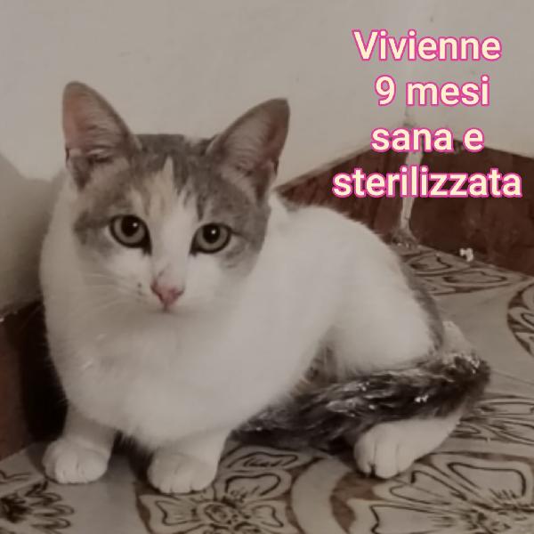 GATTINI ABBANDONATI: EMERGENZA  Foto 5