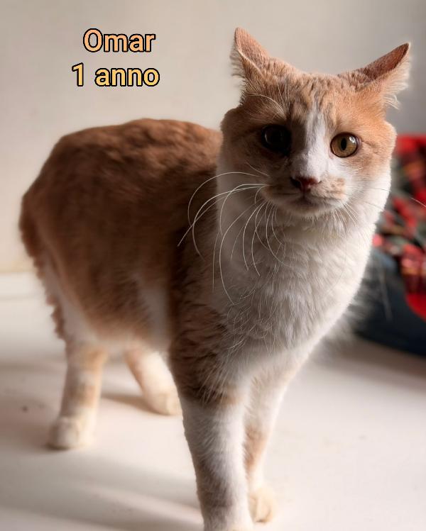 GATTINI ABBANDONATI: EMERGENZA  Foto 8