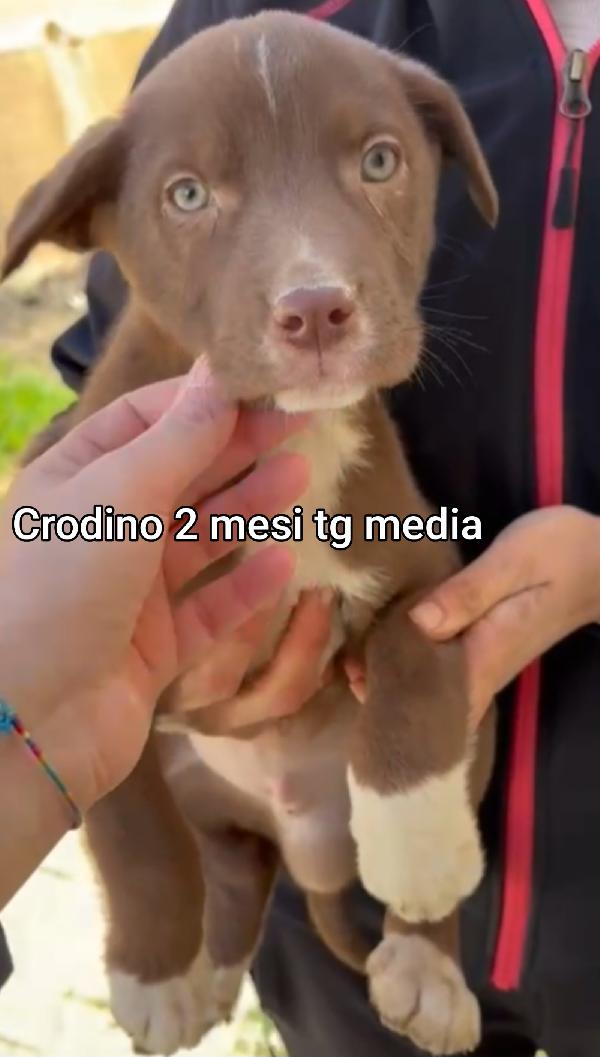 CUCCIOLI ABBANDONATI! SALVATELI Foto 2