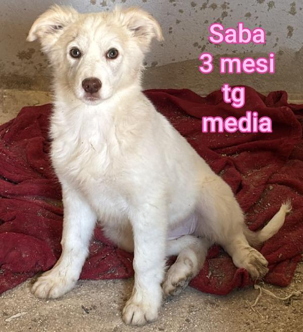 CUCCIOLI ABBANDONATI! SALVATELI Foto 3