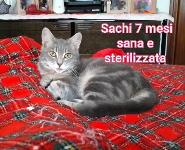 MICETTI BISOGNOSI!!! Foto 2