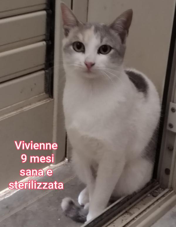 MICETTI BISOGNOSI!!! Foto 3