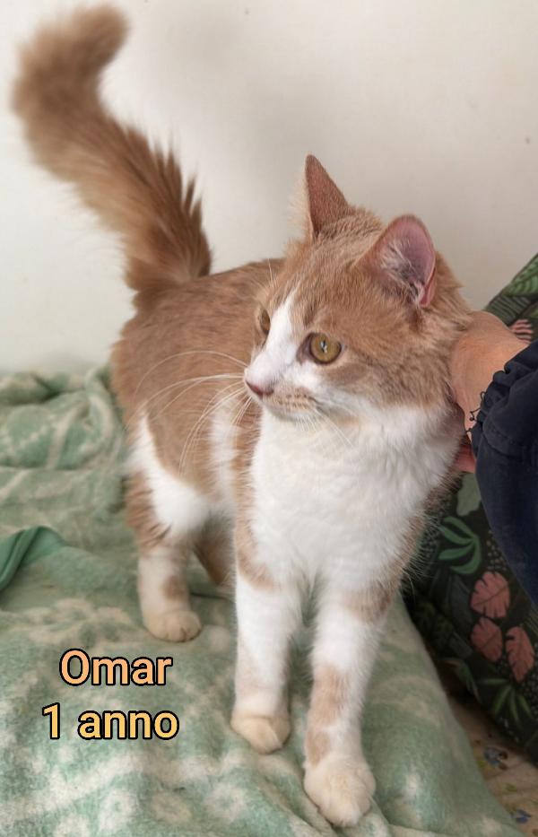 MICETTI BISOGNOSI!!! Foto 7