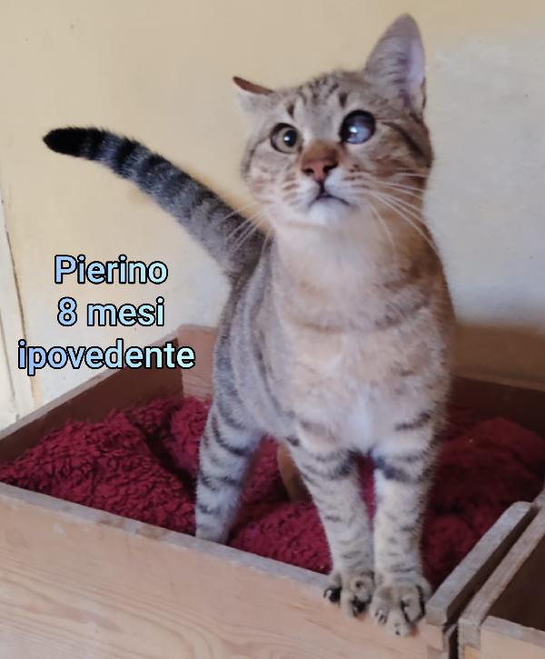 MICETTI BISOGNOSI!!! Foto 10