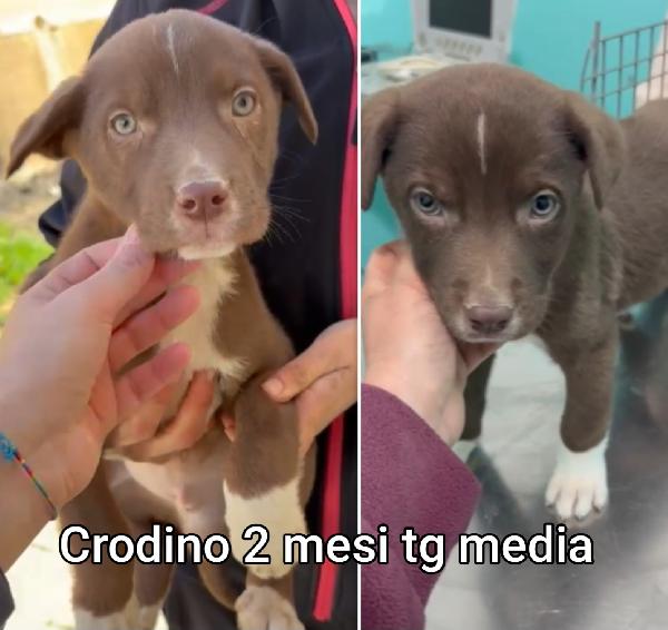 Adotta Un Cucciolo Bisognoso 