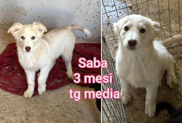 ADOTTA UN CUCCIOLO BISOGNOSO  Foto 3