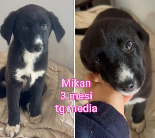 ADOTTA UN CUCCIOLO BISOGNOSO  Foto 4