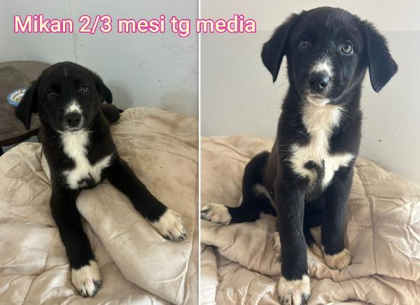 ADOTTA UN CUCCIOLO BISOGNOSO  Foto 7