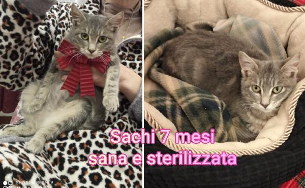 TELEFONA X SALVARE UN GATTINO  Foto 2