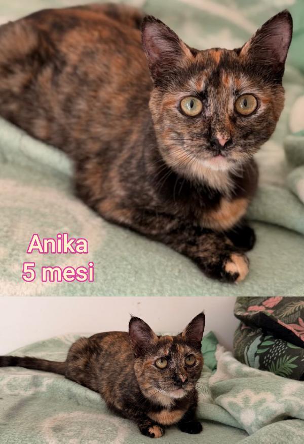 TELEFONA X SALVARE UN GATTINO  Foto 3