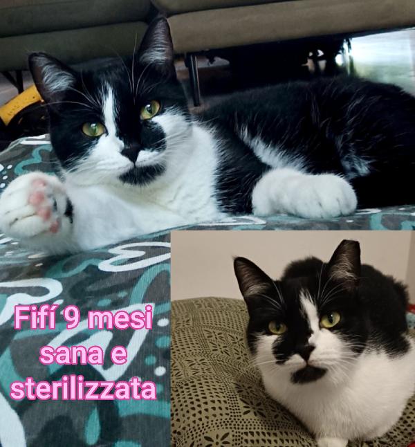 TELEFONA X SALVARE UN GATTINO  Foto 4