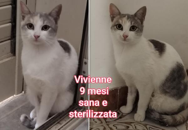 TELEFONA X SALVARE UN GATTINO  Foto 6
