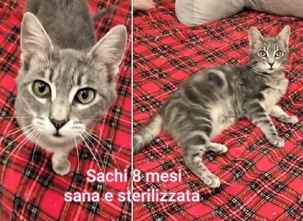 TELEFONA X SALVARE UN GATTINO  Foto 7