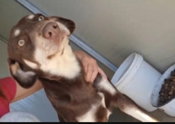 Tommy 2Anni E 1/2 Color Nocciola/Crema Occhi Ambra