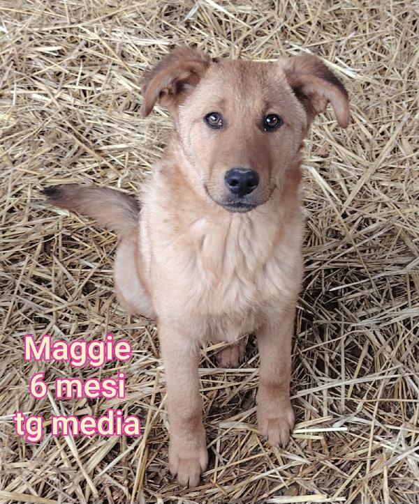 Siamo sommerse dai cuccioli  Foto 6