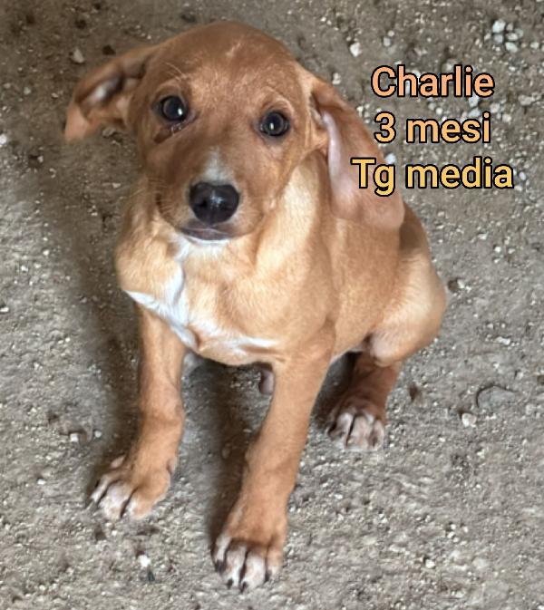 Siamo sommerse dai cuccioli  Foto 9