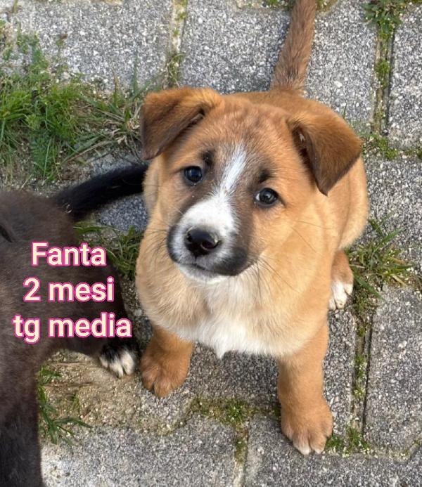 TANTI TENERI CUCCIOLI DA SALVARE Foto 2