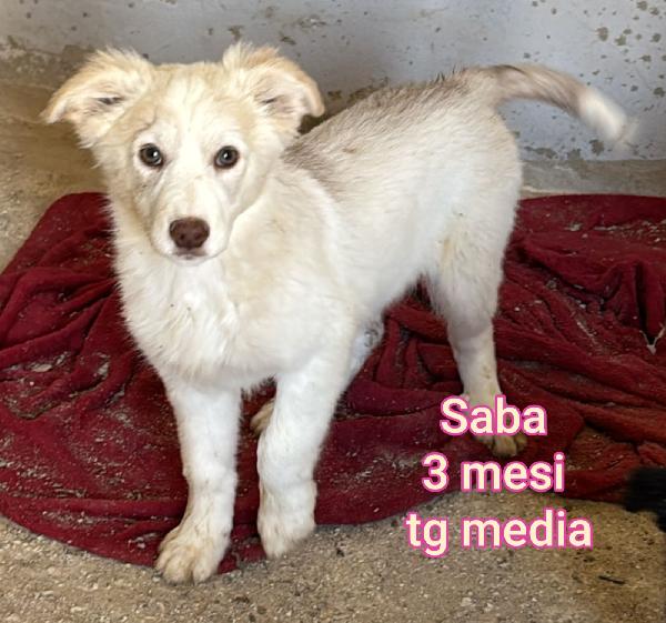 TANTI TENERI CUCCIOLI DA SALVARE Foto 3