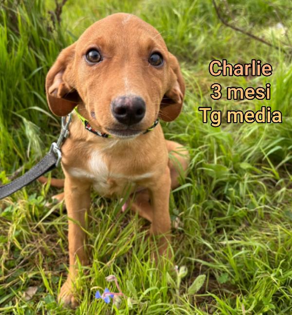 TANTI TENERI CUCCIOLI DA SALVARE Foto 5