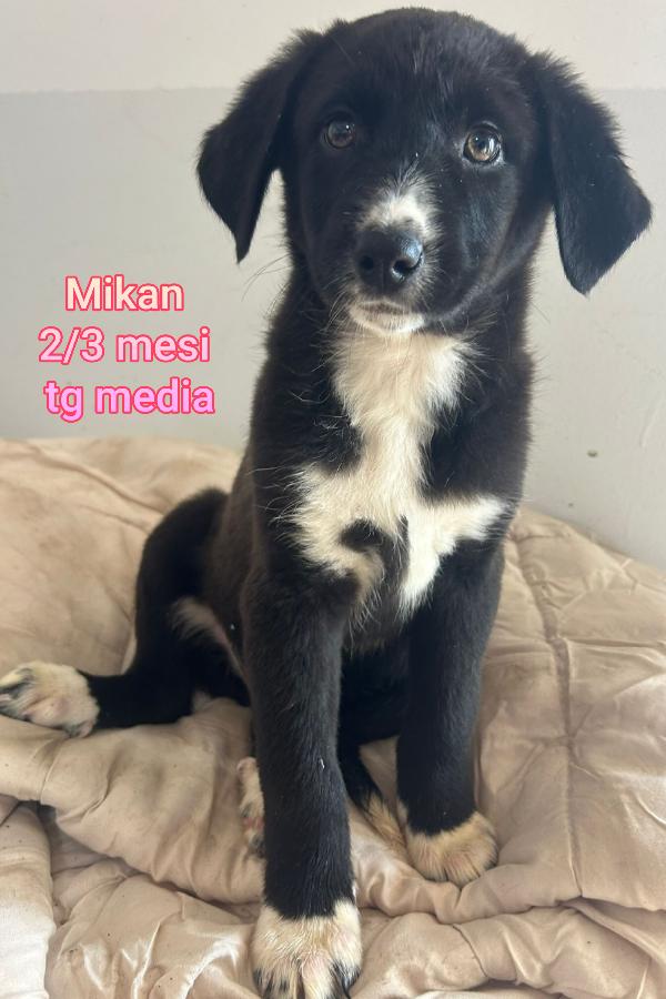 TANTI TENERI CUCCIOLI DA SALVARE Foto 6