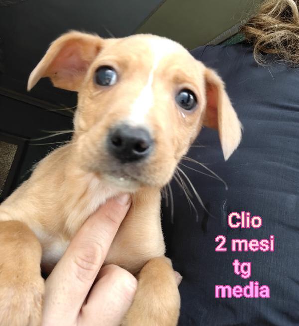 TANTI TENERI CUCCIOLI DA SALVARE Foto 7
