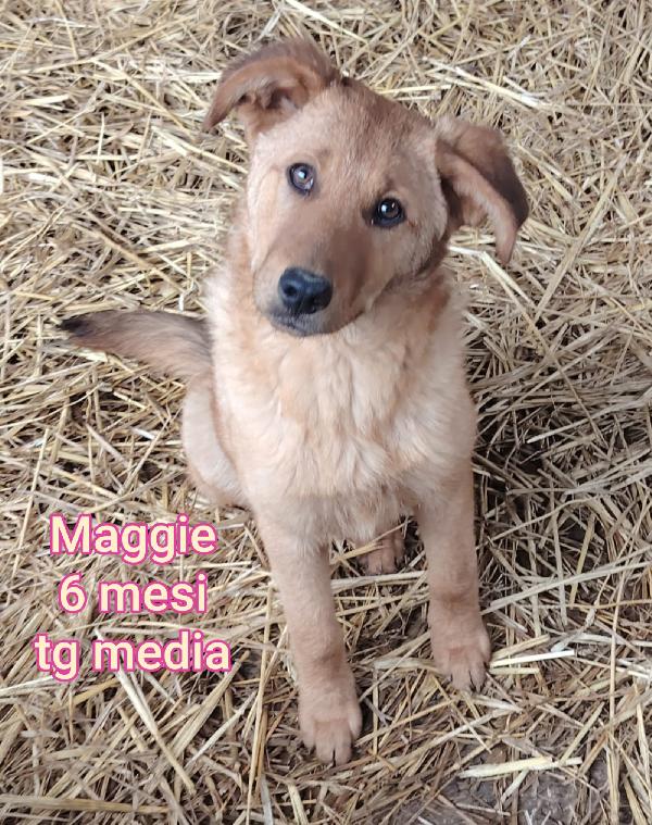 TANTI TENERI CUCCIOLI DA SALVARE Foto 8