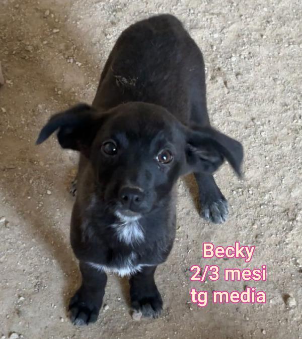 TANTI TENERI CUCCIOLI DA SALVARE Foto 9