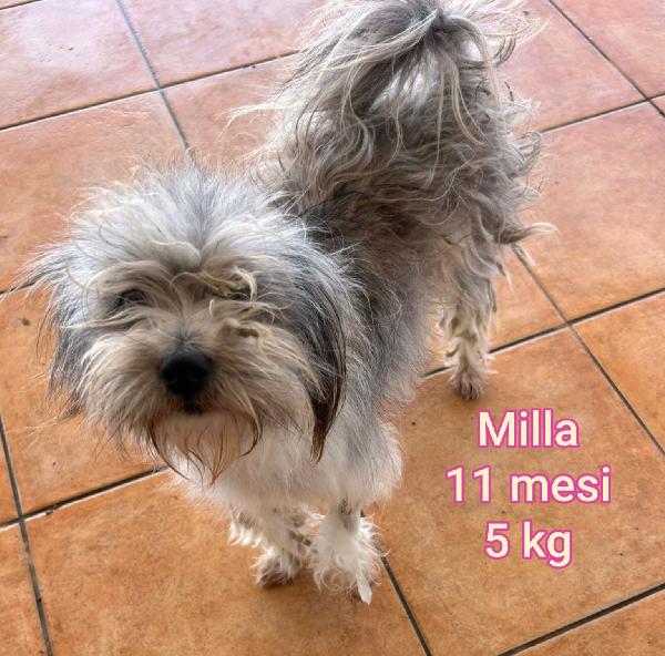 Cagnolini piccoli & mediopiccoli Foto 2