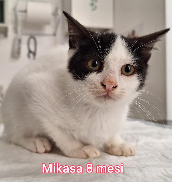 Adorabili Gattini In Adozione 