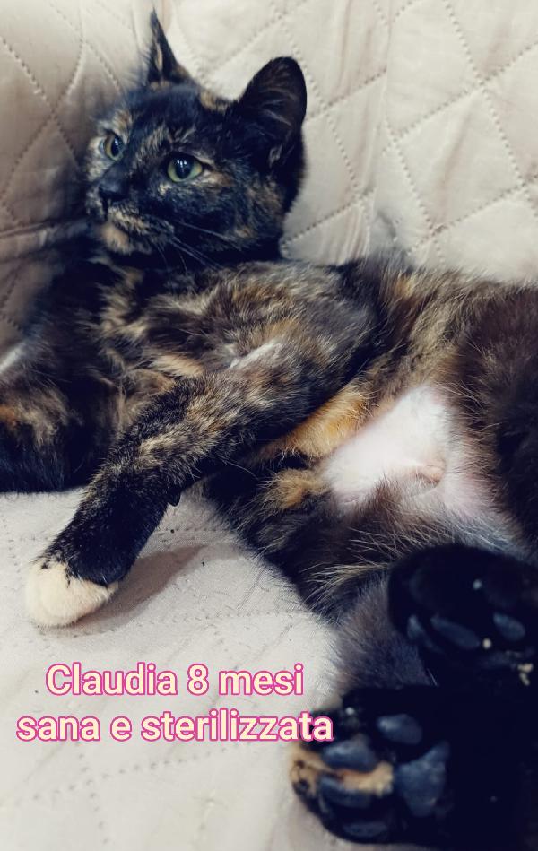 adorabili gattini in adozione  Foto 3