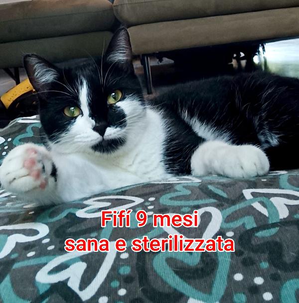 adorabili gattini in adozione  Foto 5