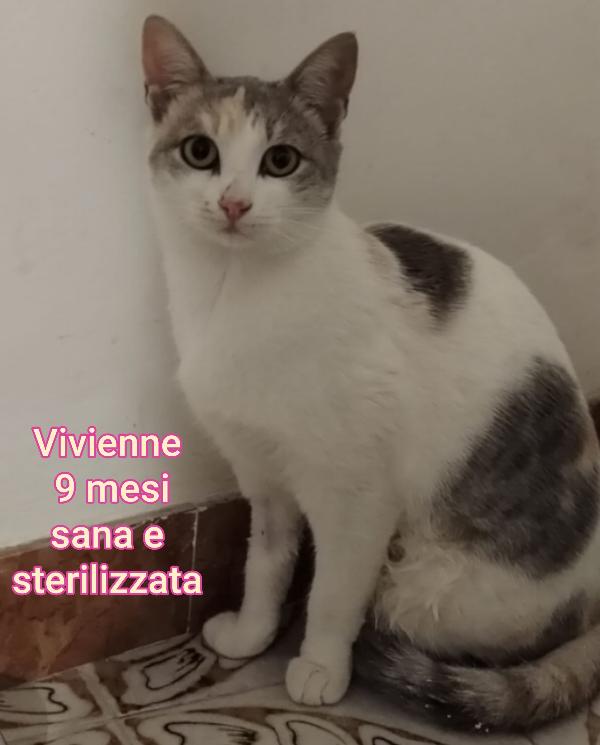 adorabili gattini in adozione  Foto 6