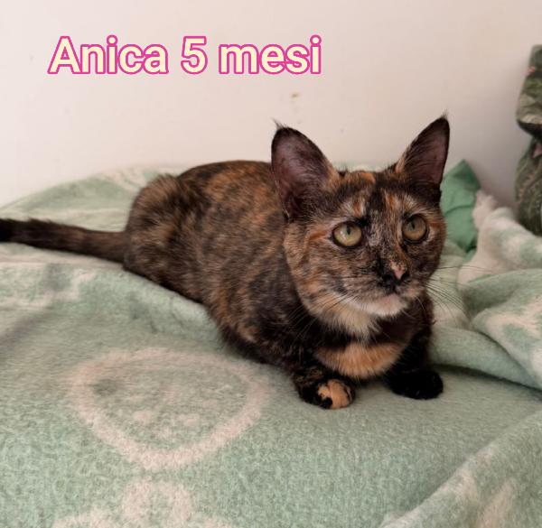 adorabili gattini in adozione  Foto 9