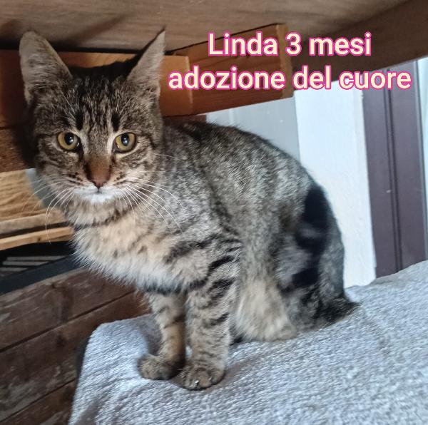 adorabili gattini in adozione  Foto 10