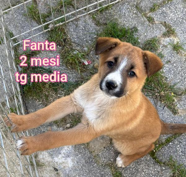 CUCCIOLI DAI 2 MESI Foto 2