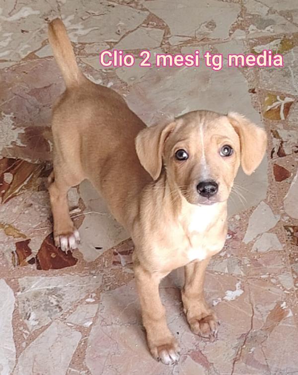 CUCCIOLI DAI 2 MESI Foto 3