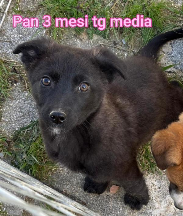 CUCCIOLI DAI 2 MESI Foto 4