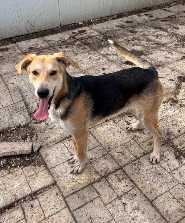 SALVAMI: CUCCIOLO RINCHIUSO  Foto 5