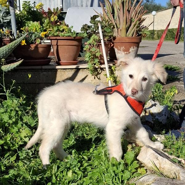 Ninfa Cerca Famiglia. Info Monica 3890238584 Foto 7