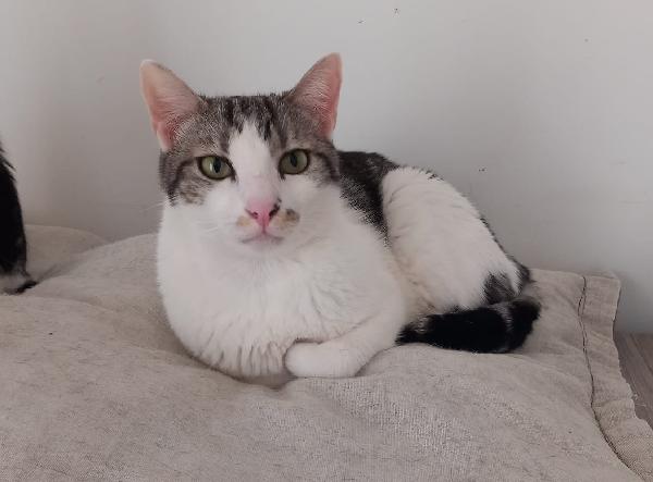 Miele, adorabile gatto da adottare! Foto 3