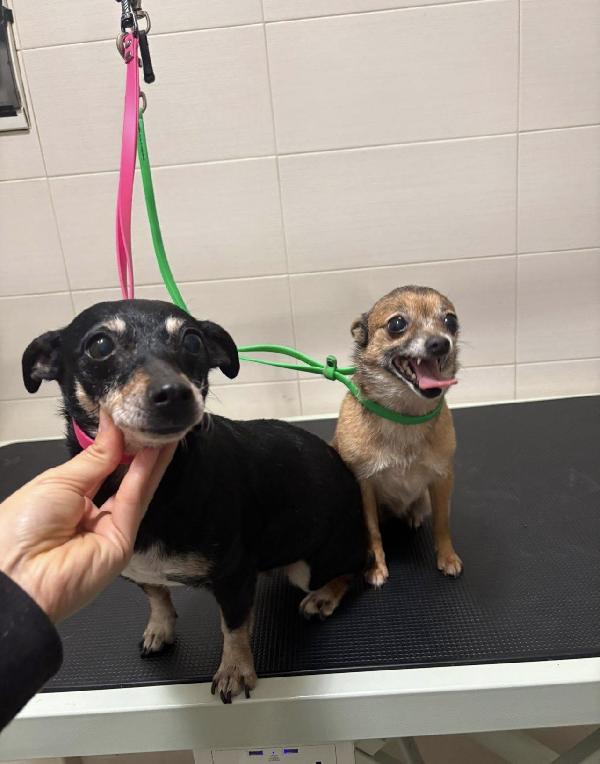 Bea E Lea Cagnoline Taglia Mini