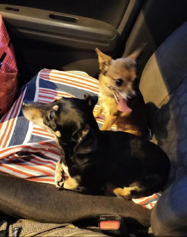 Bea e Lea cagnoline taglia mini Foto 2