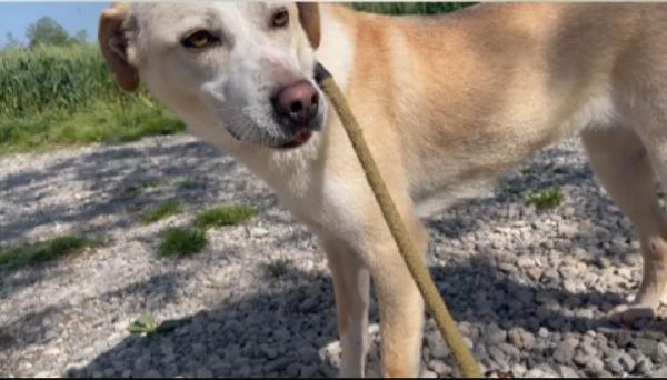 Airy femmina 3anni e 1/2 salita 1anno fa BRESCIA Foto 2