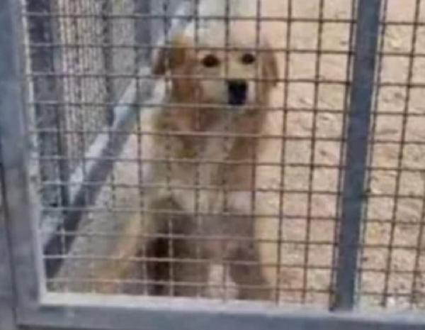 Femmina 3/4anni tg contenuta cresce in box.TARANTO Foto 2