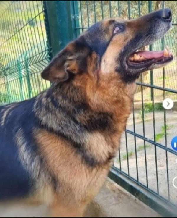 Pastore Tedesco adulto SCAMPATO DA AVVELENAMENTO! VARESE Foto 2